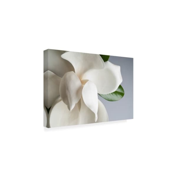 PhotoINC Studio 'Magnolia White And Gray' Canvas Art,12x19